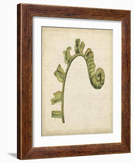 Fiddlehead Ferns III-Jennifer Goldberger-Framed Art Print