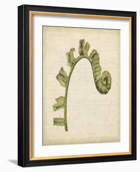 Fiddlehead Ferns III-Jennifer Goldberger-Framed Art Print