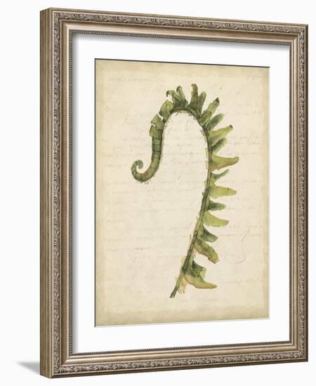 Fiddlehead Ferns IV-Jennifer Goldberger-Framed Art Print