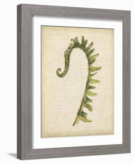 Fiddlehead Ferns IV-Jennifer Goldberger-Framed Art Print