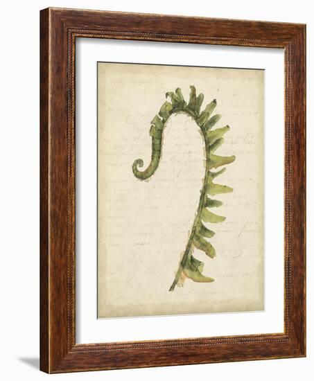 Fiddlehead Ferns IV-Jennifer Goldberger-Framed Art Print