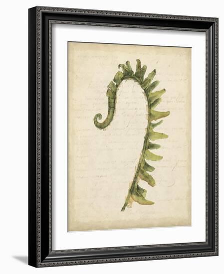 Fiddlehead Ferns IV-Jennifer Goldberger-Framed Art Print