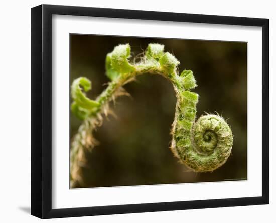 Fiddlehead of a Christmas Fern in Gulf Brook Ravine, Pepperell, Massachusetts, USA-Jerry & Marcy Monkman-Framed Photographic Print