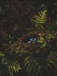 Bird's Nest and Ferns, 1863-Fidelia Bridges-Framed Giclee Print