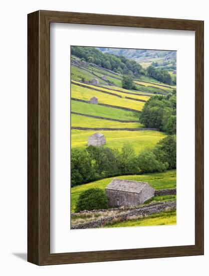 Field Barns in Buttercup Meadows Near Thwaite in Swaledale-Mark Sunderland-Framed Photographic Print