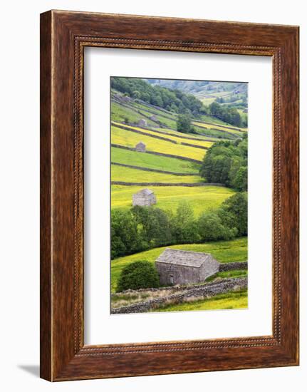 Field Barns in Buttercup Meadows Near Thwaite in Swaledale-Mark Sunderland-Framed Photographic Print