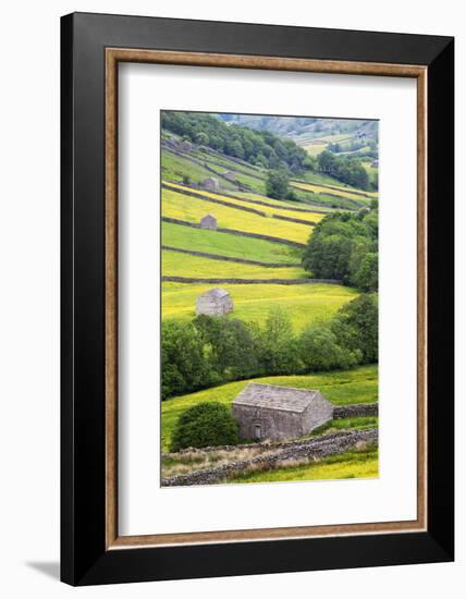 Field Barns in Buttercup Meadows Near Thwaite in Swaledale-Mark Sunderland-Framed Photographic Print