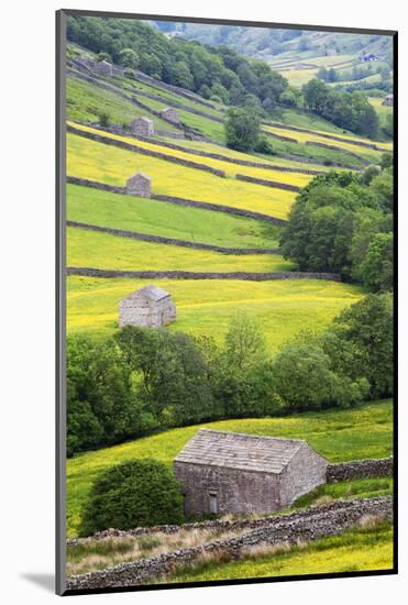 Field Barns in Buttercup Meadows Near Thwaite in Swaledale-Mark Sunderland-Mounted Photographic Print