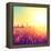 Field, Beautiful Nature Sunset Landscape-Subbotina Anna-Framed Premier Image Canvas