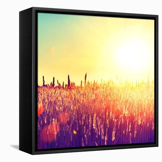 Field, Beautiful Nature Sunset Landscape-Subbotina Anna-Framed Premier Image Canvas