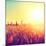Field, Beautiful Nature Sunset Landscape-Subbotina Anna-Mounted Photographic Print