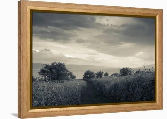 Field by the Sea of Galilee, Tiberias, Galilee, Israel-null-Framed Premier Image Canvas