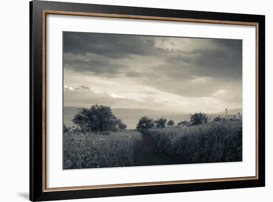 Field by the Sea of Galilee, Tiberias, Galilee, Israel-null-Framed Photographic Print