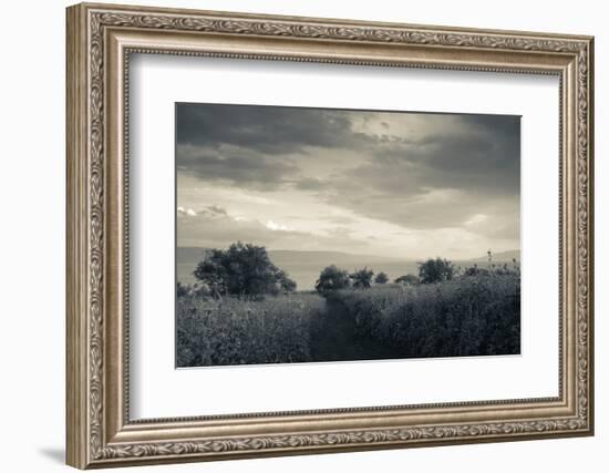 Field by the Sea of Galilee, Tiberias, Galilee, Israel-null-Framed Photographic Print