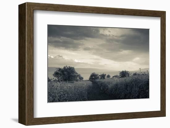Field by the Sea of Galilee, Tiberias, Galilee, Israel-null-Framed Photographic Print