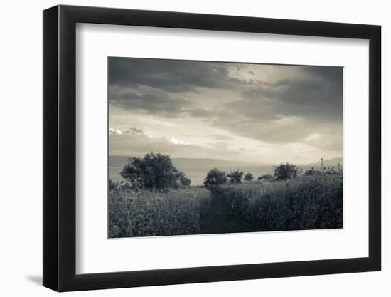 Field by the Sea of Galilee, Tiberias, Galilee, Israel-null-Framed Photographic Print