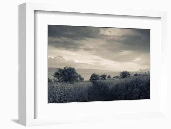 Field by the Sea of Galilee, Tiberias, Galilee, Israel-null-Framed Photographic Print