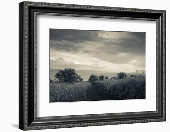 Field by the Sea of Galilee, Tiberias, Galilee, Israel-null-Framed Photographic Print