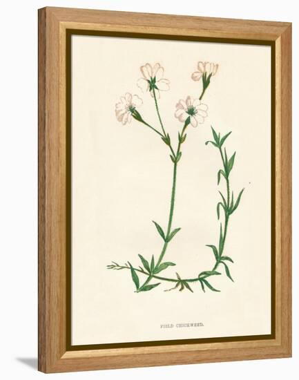 'Field Chickweed', c1891, (1891)-Anne Pratt-Framed Premier Image Canvas