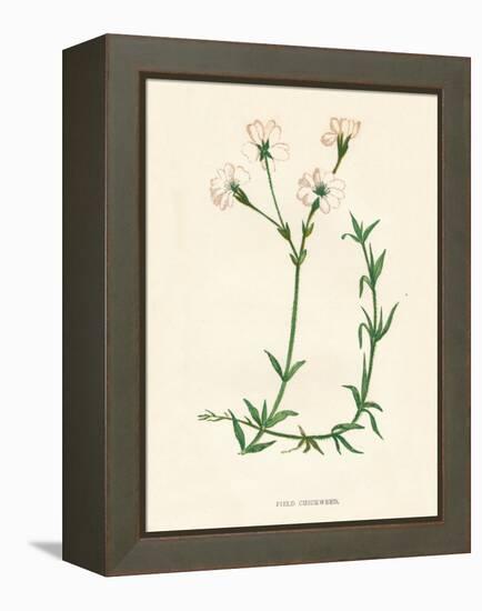 'Field Chickweed', c1891, (1891)-Anne Pratt-Framed Premier Image Canvas