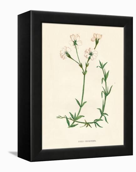 'Field Chickweed', c1891, (1891)-Anne Pratt-Framed Premier Image Canvas