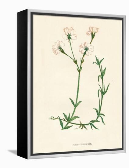 'Field Chickweed', c1891, (1891)-Anne Pratt-Framed Premier Image Canvas