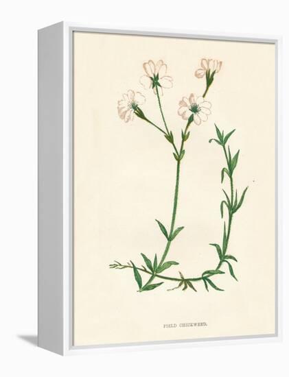 'Field Chickweed', c1891, (1891)-Anne Pratt-Framed Premier Image Canvas