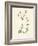 'Field Chickweed', c1891, (1891)-Anne Pratt-Framed Giclee Print