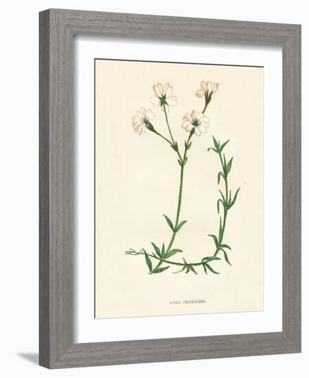 'Field Chickweed', c1891, (1891)-Anne Pratt-Framed Giclee Print