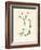 'Field Chickweed', c1891, (1891)-Anne Pratt-Framed Giclee Print