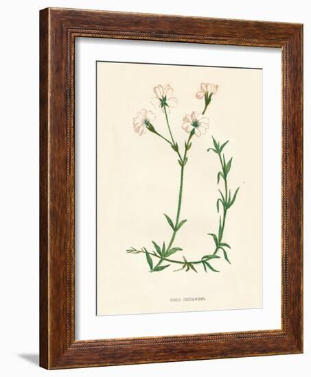 'Field Chickweed', c1891, (1891)-Anne Pratt-Framed Giclee Print