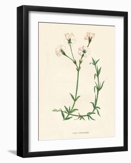 'Field Chickweed', c1891, (1891)-Anne Pratt-Framed Giclee Print