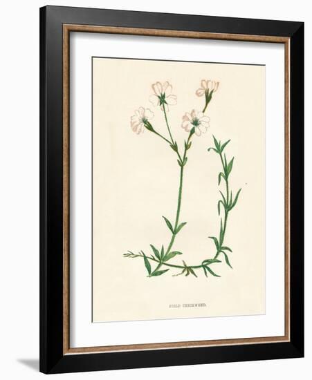 'Field Chickweed', c1891, (1891)-Anne Pratt-Framed Giclee Print