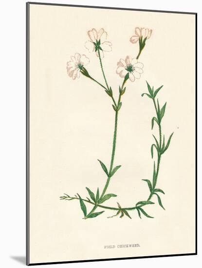 'Field Chickweed', c1891, (1891)-Anne Pratt-Mounted Giclee Print