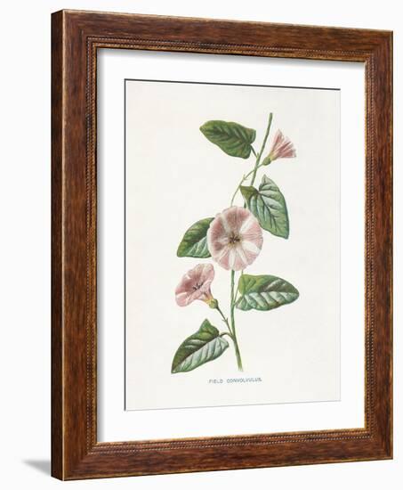 Field Convolvulus-Gwendolyn Babbitt-Framed Art Print