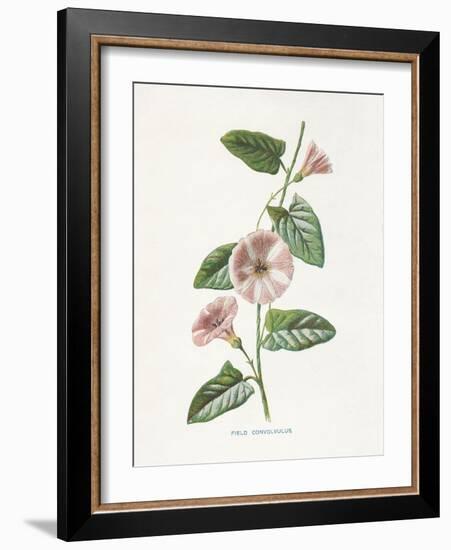 Field Convolvulus-Gwendolyn Babbitt-Framed Art Print