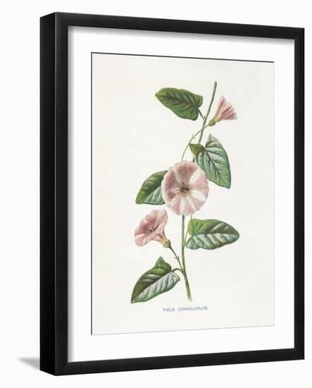 Field Convolvulus-Gwendolyn Babbitt-Framed Art Print