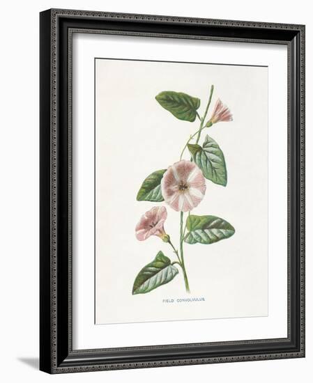 Field Convolvulus-Gwendolyn Babbitt-Framed Art Print