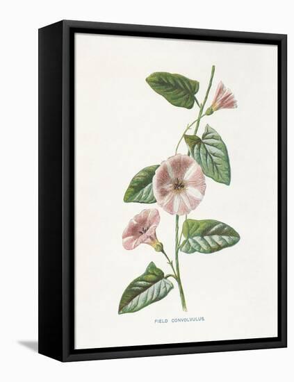 Field Convolvulus-Gwendolyn Babbitt-Framed Stretched Canvas