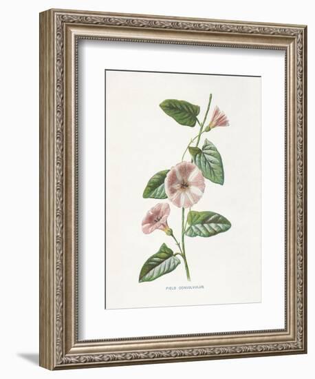 Field Convolvulus-Gwendolyn Babbitt-Framed Art Print