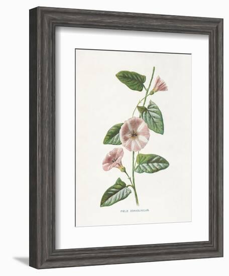 Field Convolvulus-Gwendolyn Babbitt-Framed Art Print