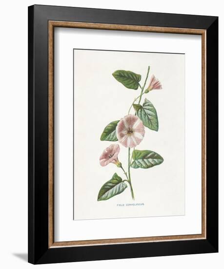 Field Convolvulus-Gwendolyn Babbitt-Framed Art Print