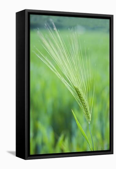 Field Crop Grass Detail-Veneratio-Framed Premier Image Canvas