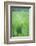 Field Crop Grass Detail-Veneratio-Framed Photographic Print