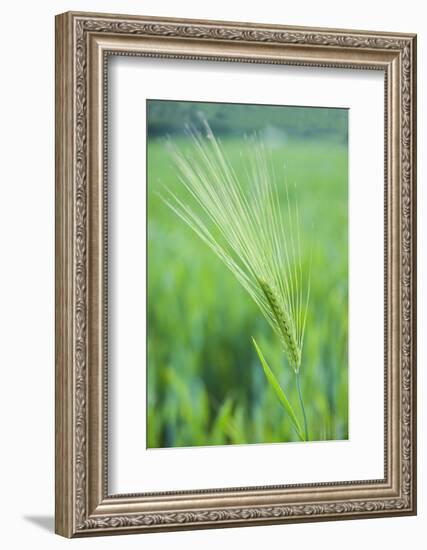 Field Crop Grass Detail-Veneratio-Framed Photographic Print