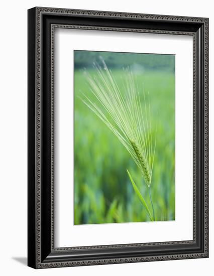 Field Crop Grass Detail-Veneratio-Framed Photographic Print