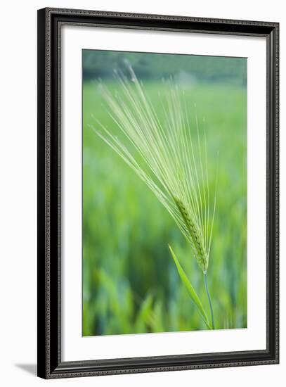 Field Crop Grass Detail-Veneratio-Framed Photographic Print