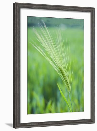 Field Crop Grass Detail-Veneratio-Framed Photographic Print