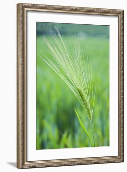 Field Crop Grass Detail-Veneratio-Framed Photographic Print