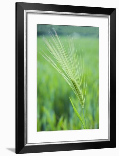 Field Crop Grass Detail-Veneratio-Framed Photographic Print